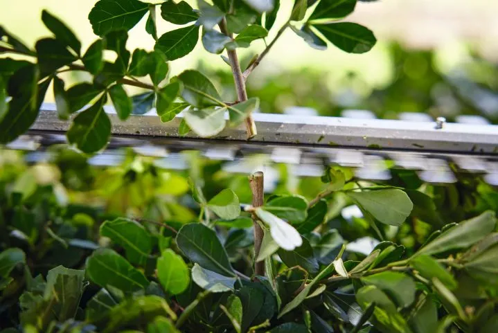 STIHL HSA 40 - batteridrevet hekksaks med 2 AS 2-batterier og 1 AL 1 standardlader - Bilde 5